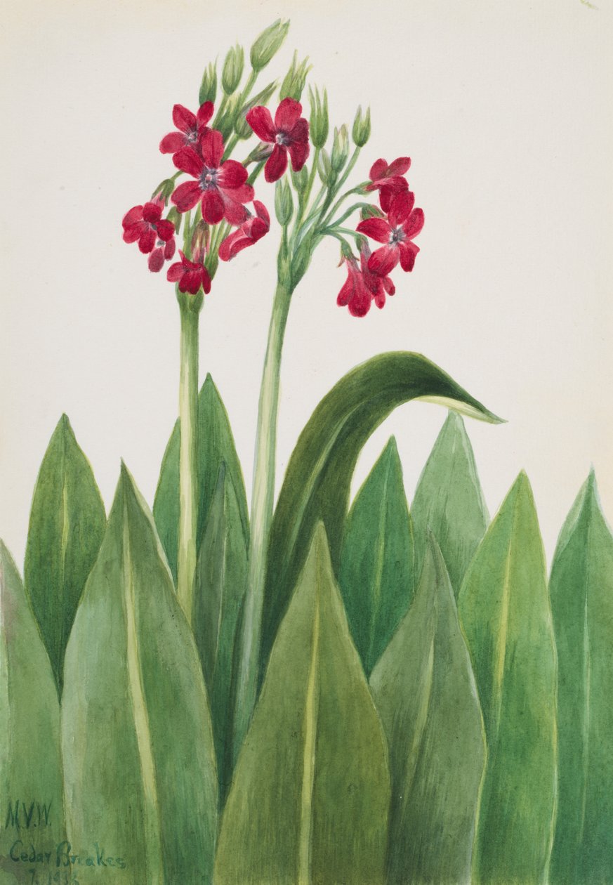 Pierwiosnek Primula parryi, 1938. autorstwa Mary Vaux Walcott