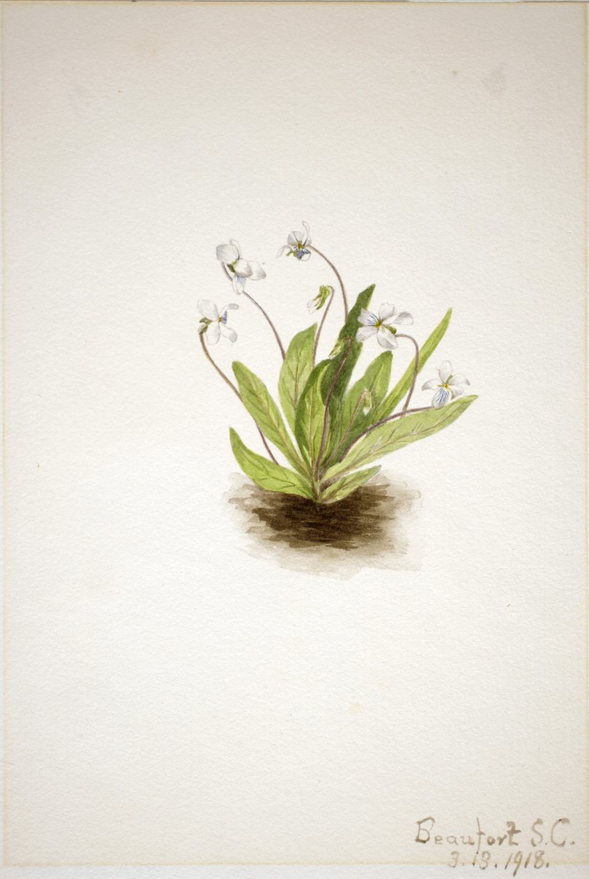 Fiołek pierwiosnka (Viola primulifolia) autorstwa Mary Vaux Walcott