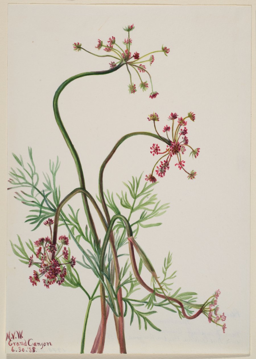 Pseudocymopterus montanus autorstwa Mary Vaux Walcott