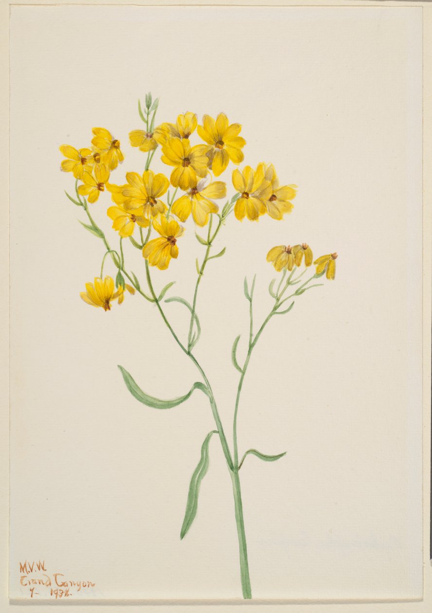 Psilostrophe sparsiflora autorstwa Mary Vaux Walcott
