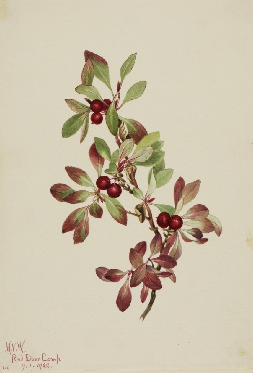 Pardwa alpejska (Arctous alpina) autorstwa Mary Vaux Walcott