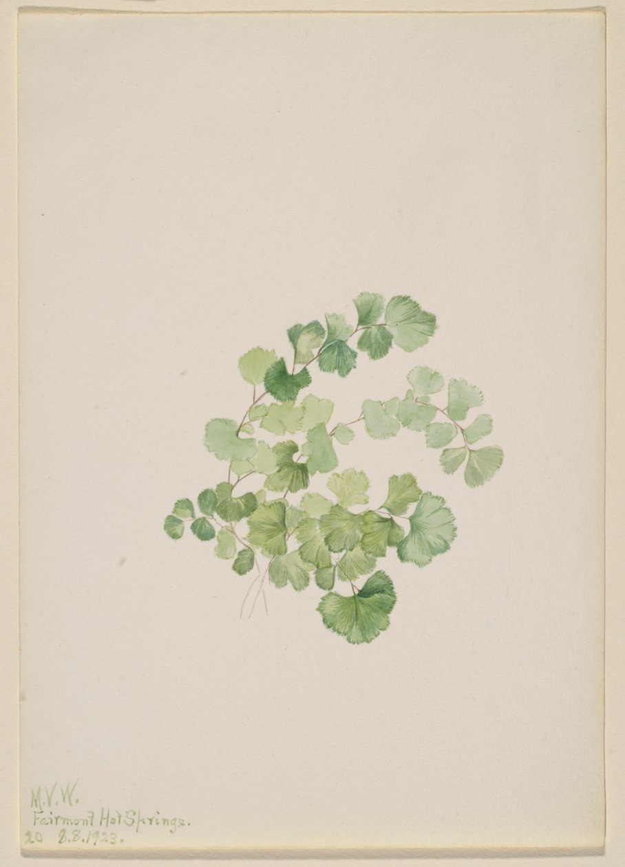 Pucoon (Lithospermum ruderale) autorstwa Mary Vaux Walcott