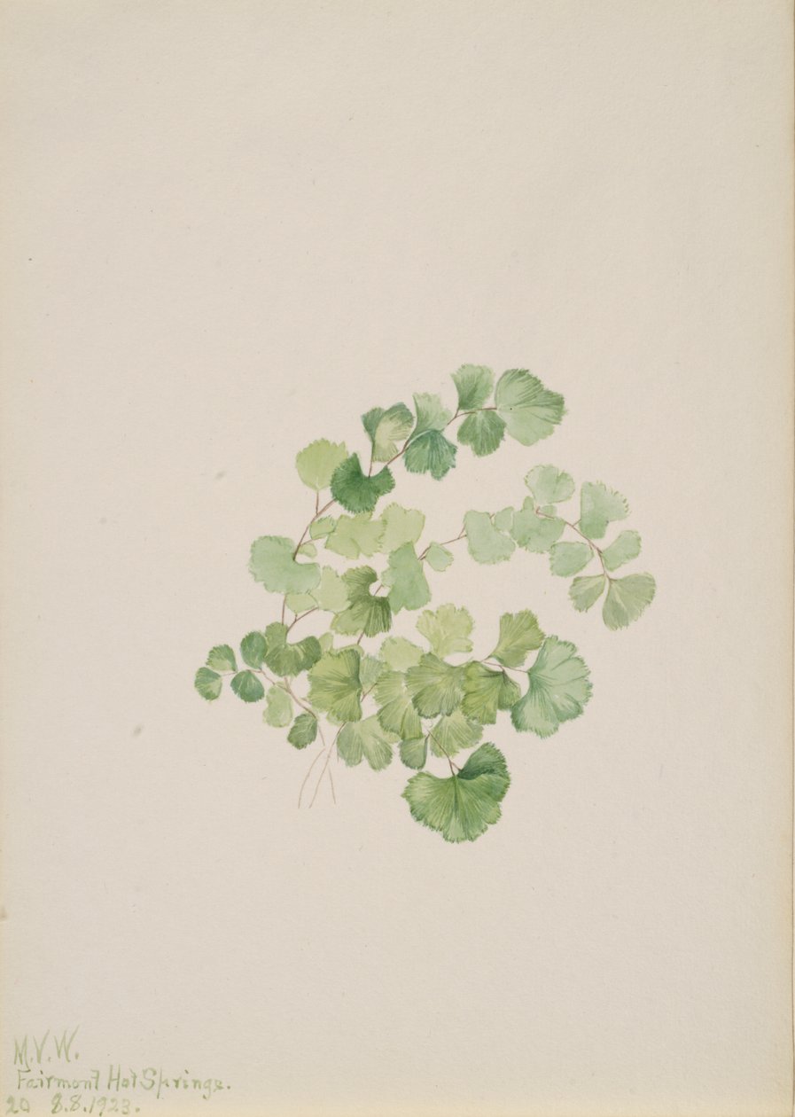Ruderale Lithospermum Puccoon, 1923. autorstwa Mary Vaux Walcott