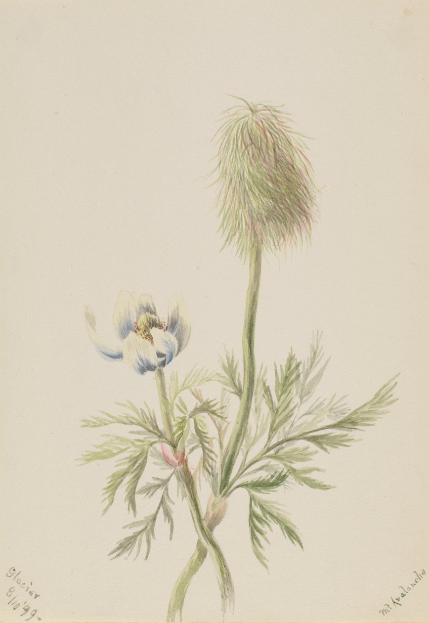 Pulsatilla occidentalis autorstwa Mary Vaux Walcott
