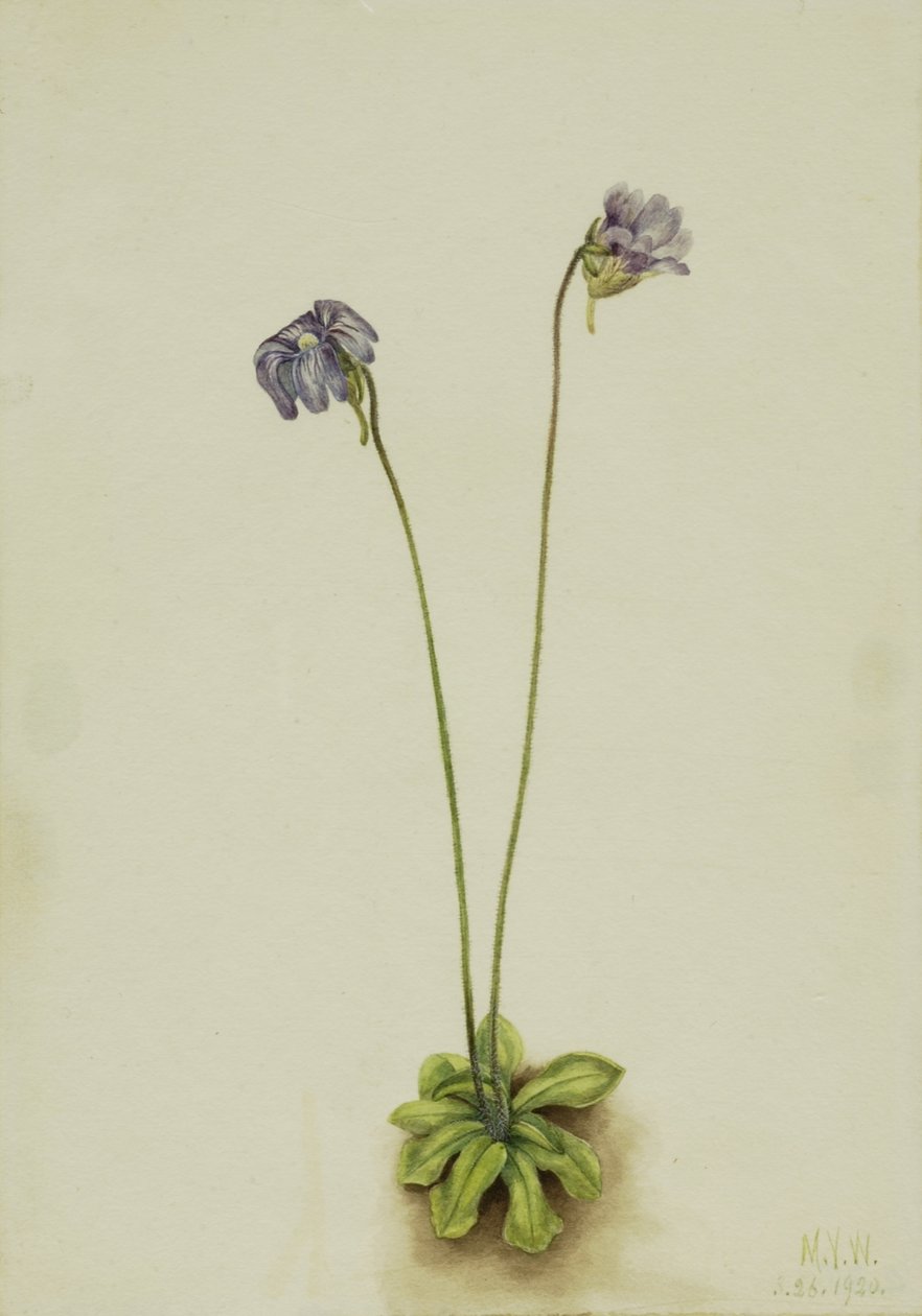 Maślanka purpurowa (Pinguicula elatior) autorstwa Mary Vaux Walcott