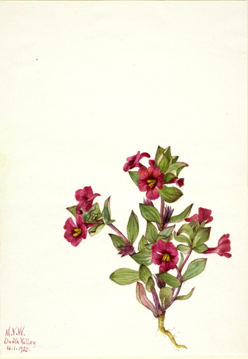 Fioletowy kwiat małpy Mimulus bigelovii, 1935. autorstwa Mary Vaux Walcott