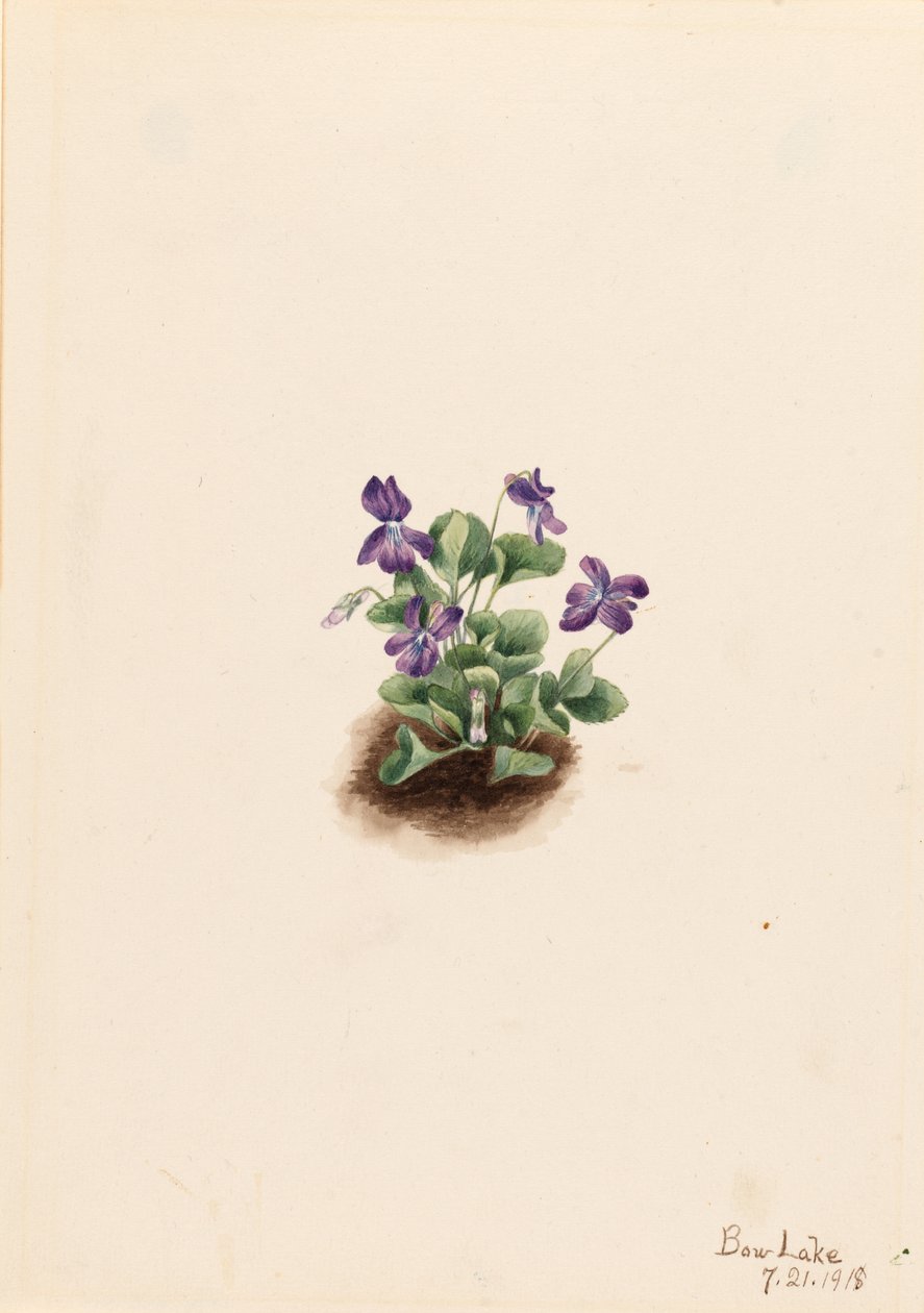 Fiolet górski (Viola adunca) autorstwa Mary Vaux Walcott