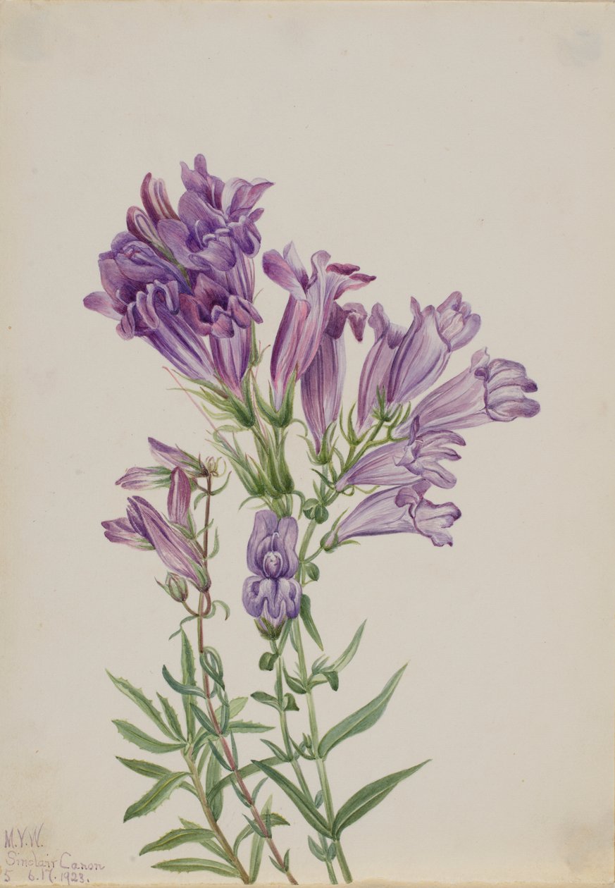 Pentstemon purpurowy (Pentstemon lyallii) autorstwa Mary Vaux Walcott