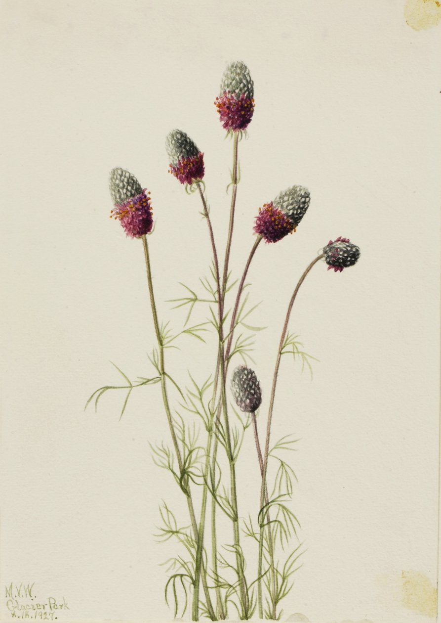 Petalostemon purpureum (Purpureum Purple Prairieclover) autorstwa Mary Vaux Walcott