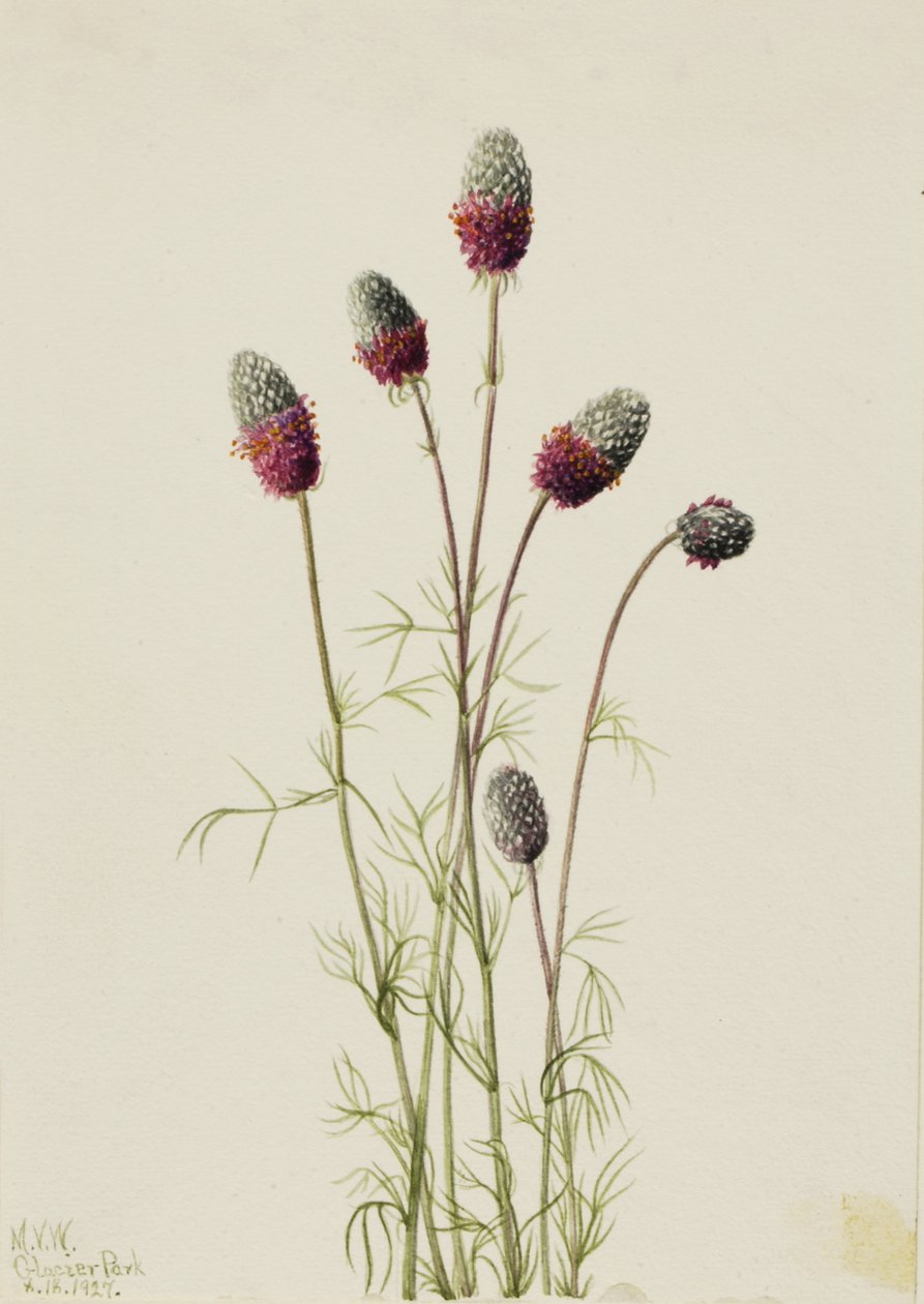 Fioletowy Prairieclover Petalostemon purpureum, 1927. autorstwa Mary Vaux Walcott