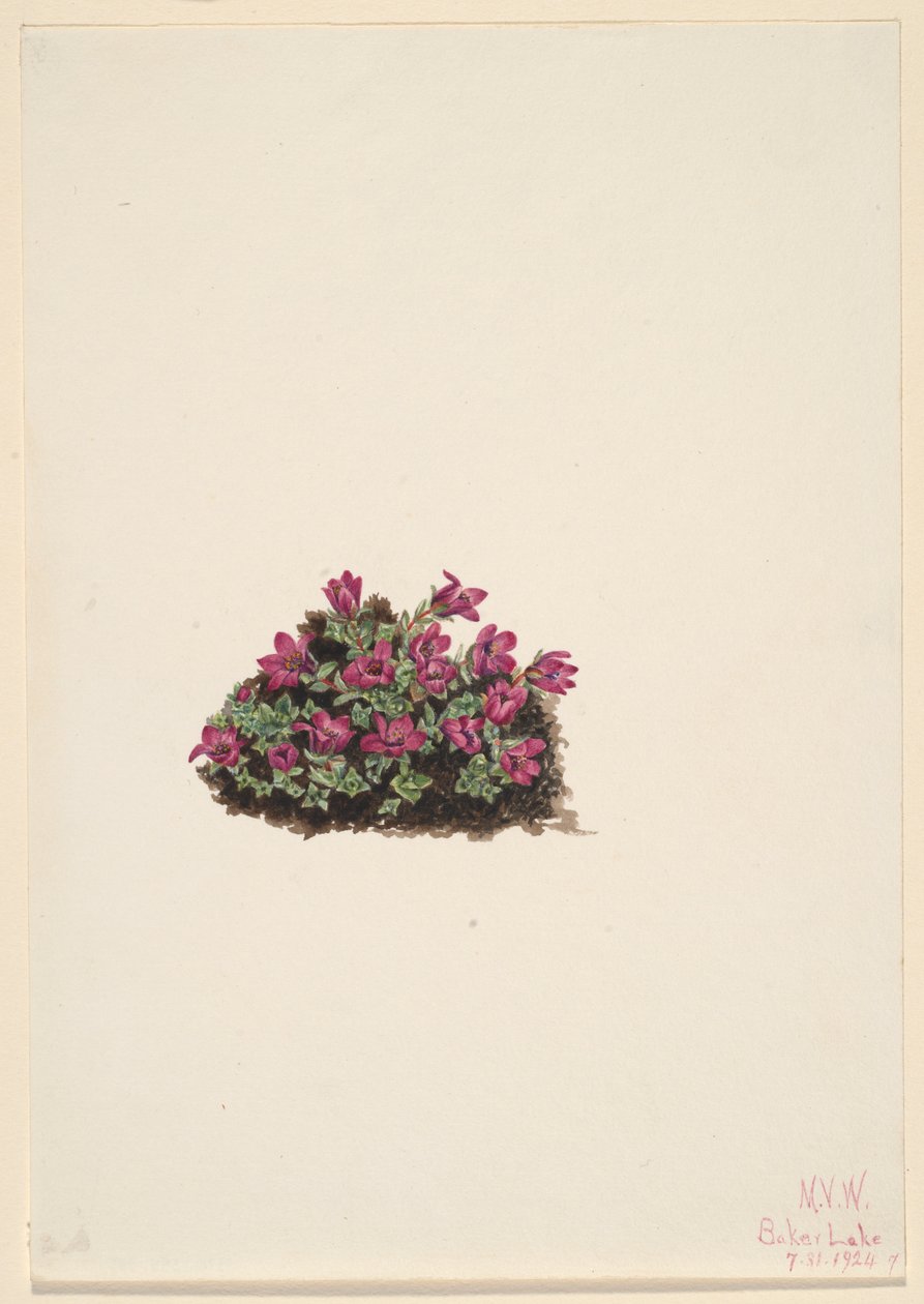 Skalnica purpurowa (Saxifraga oppositifolia) autorstwa Mary Vaux Walcott