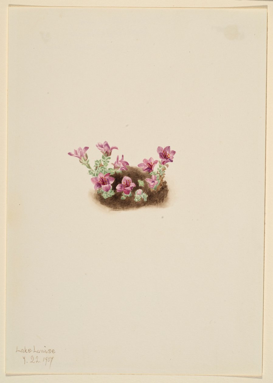 Skalnica purpurowa (Saxifrage oppositifolia) autorstwa Mary Vaux Walcott