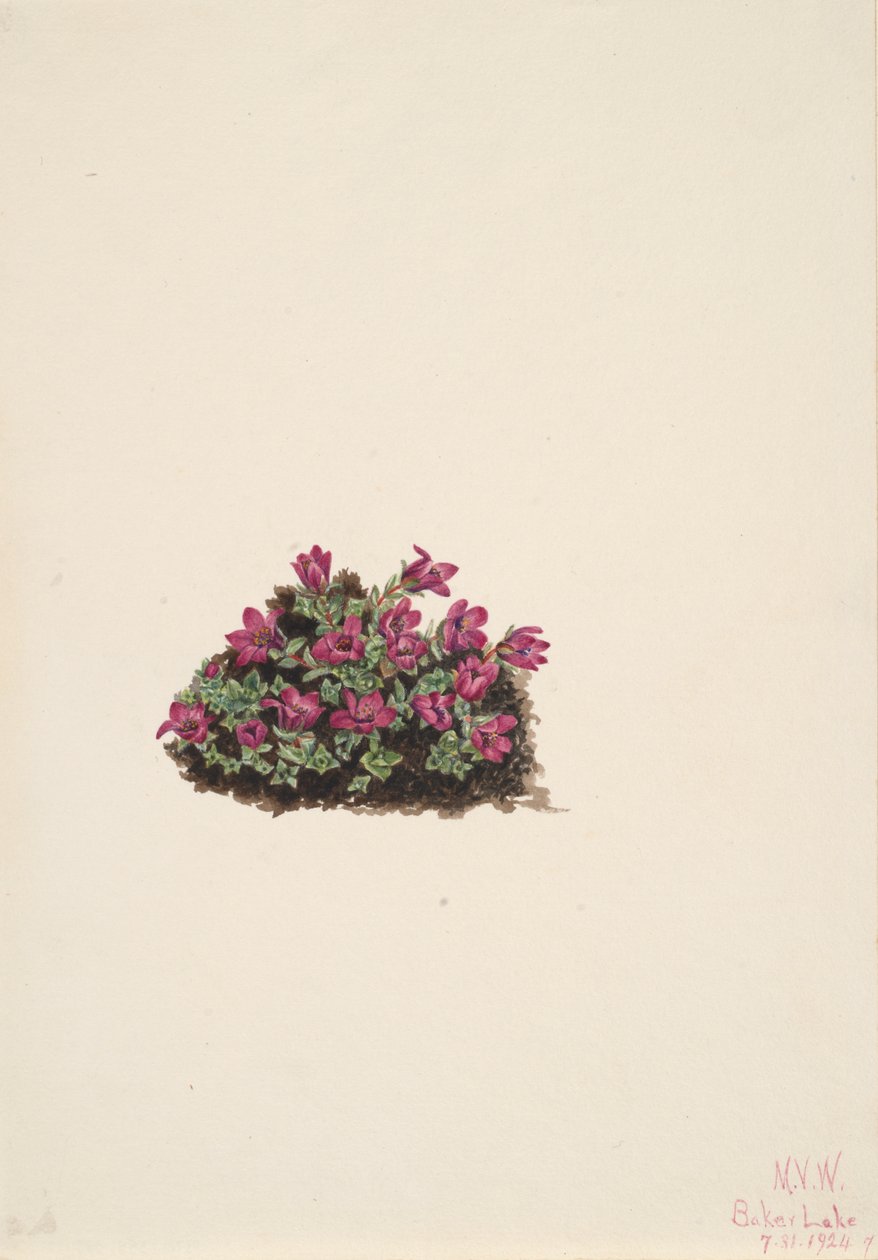 Purpurowa skalnica Saxifraga oppositifolia, 1924. autorstwa Mary Vaux Walcott