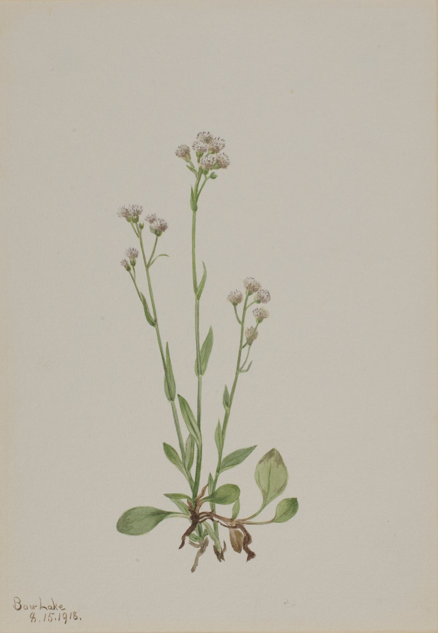 Pussy-Toes (Antennaria racemosa) autorstwa Mary Vaux Walcott