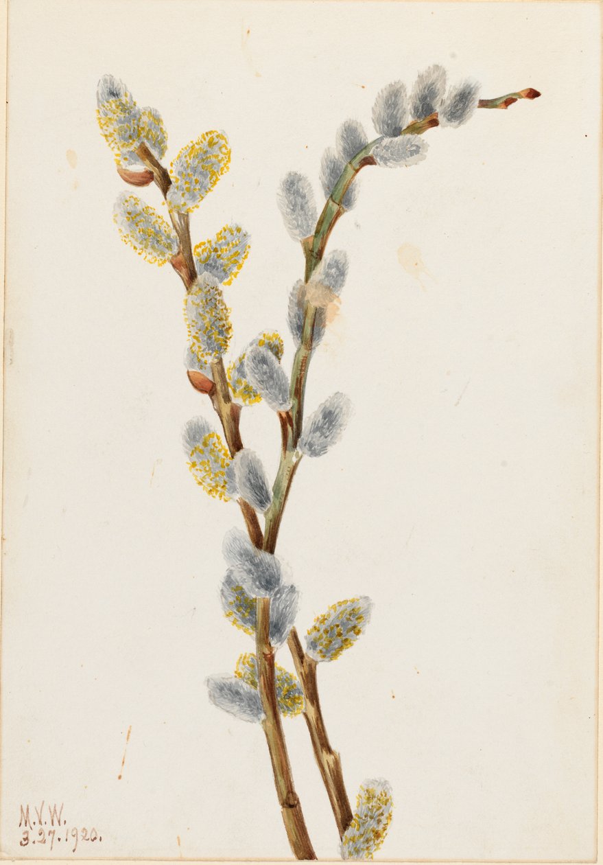Wierzba cipka (Salix discolor) autorstwa Mary Vaux Walcott
