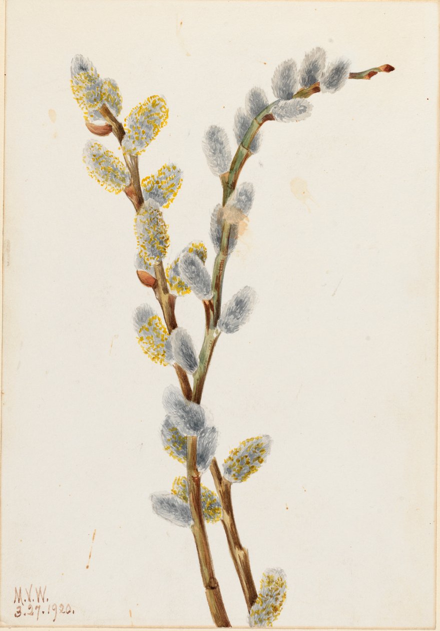 Odbarwienie Pussy Willow Salix, 1920. autorstwa Mary Vaux Walcott