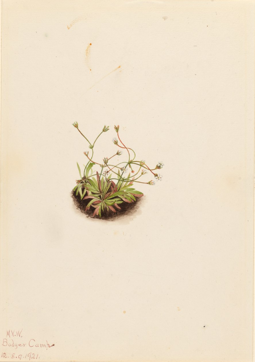 Androsace pigmejski (Androsace subumbellata) autorstwa Mary Vaux Walcott