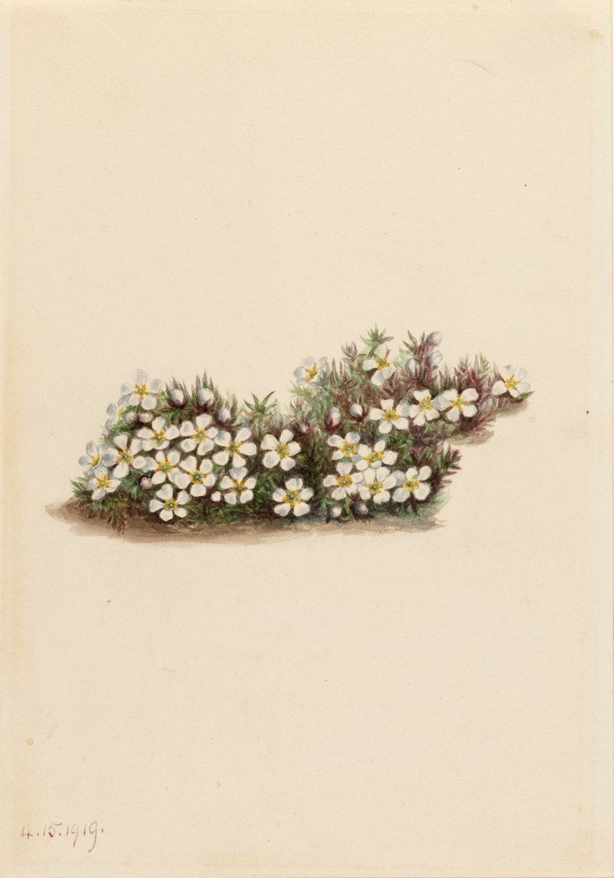 Pyxie (Pyxidanthera barbulata) autorstwa Mary Vaux Walcott