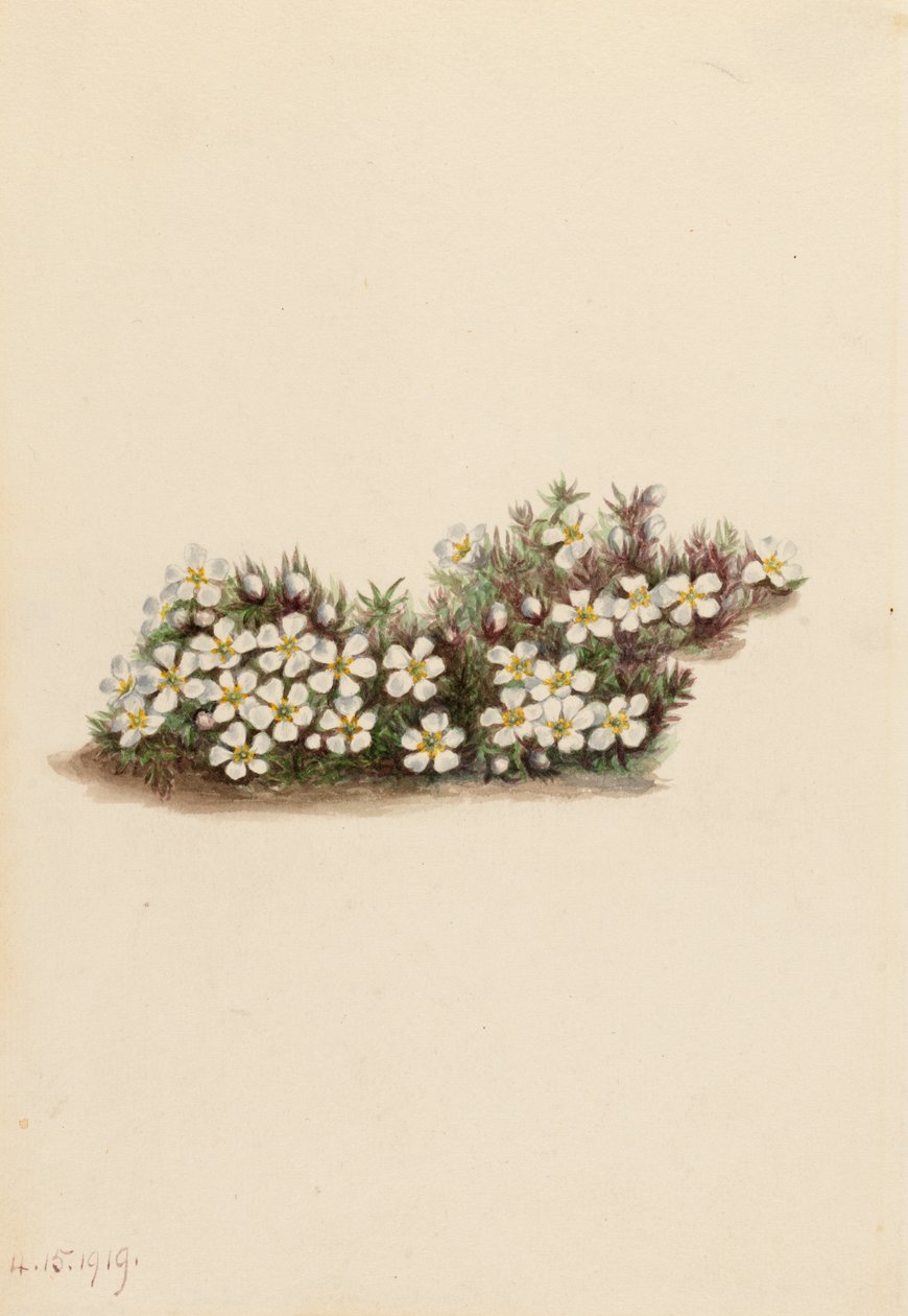 Pyxie Pyxidanthera barbulata, 1919. autorstwa Mary Vaux Walcott