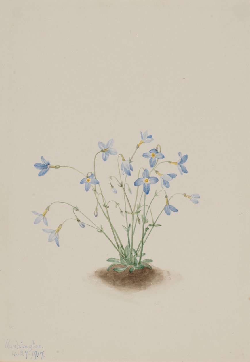 Quakerladies (Houstonia caerulea) autorstwa Mary Vaux Walcott