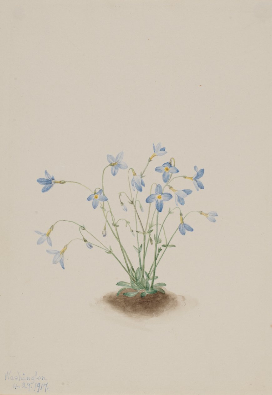 Quakerladies Houstonia caerulea, 1917. autorstwa Mary Vaux Walcott