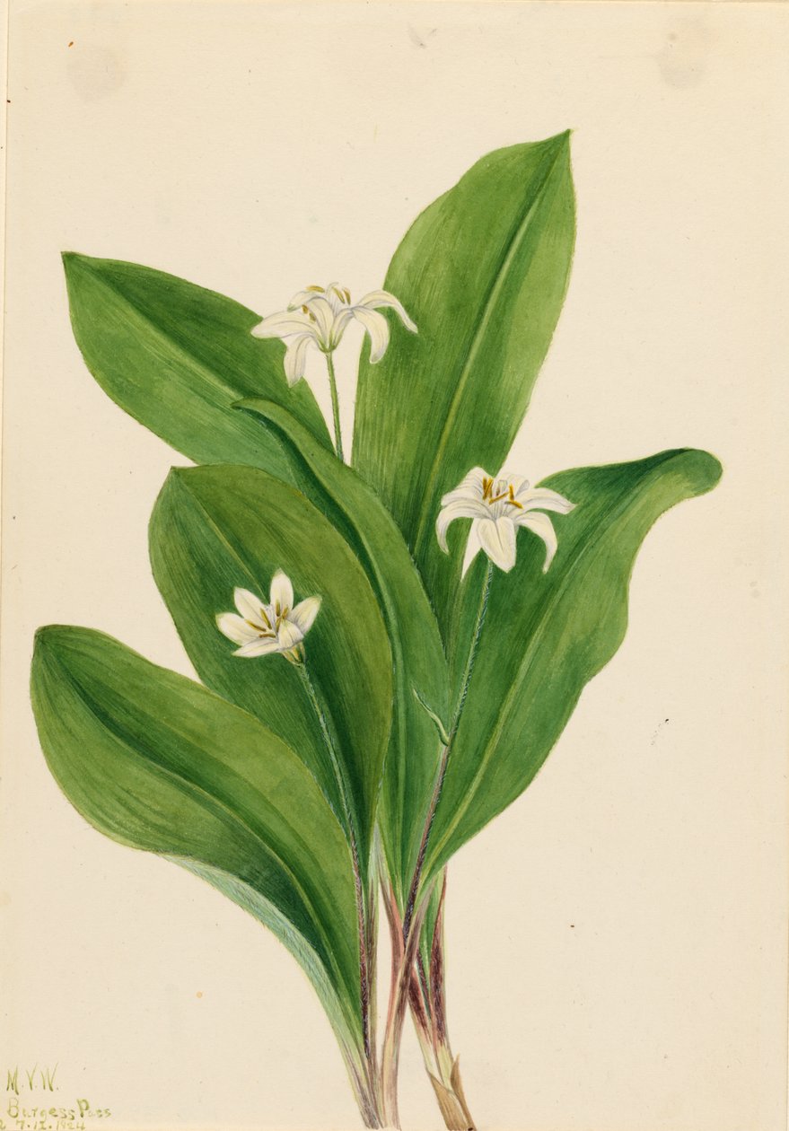Jaskier kosmaty (Clintonia uniflora) autorstwa Mary Vaux Walcott