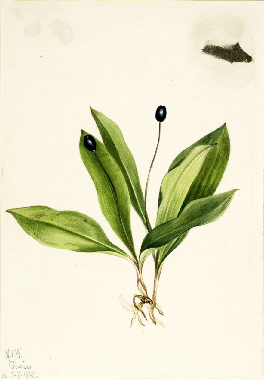 Jaskier kosmaty (Clintonia uniflora) autorstwa Mary Vaux Walcott