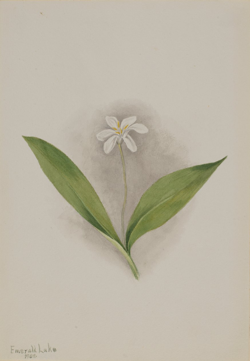 Queencup Clintonia uniflora, 1902. autorstwa Mary Vaux Walcott