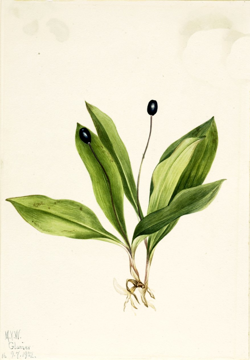 Queencup Clintonia uniflora, 1922. autorstwa Mary Vaux Walcott