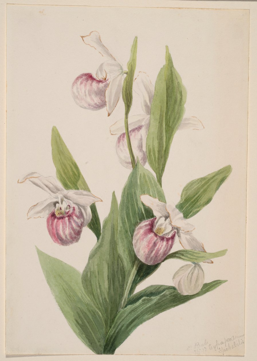 Cypryśnik królewski (Cypripedium reginae) autorstwa Mary Vaux Walcott