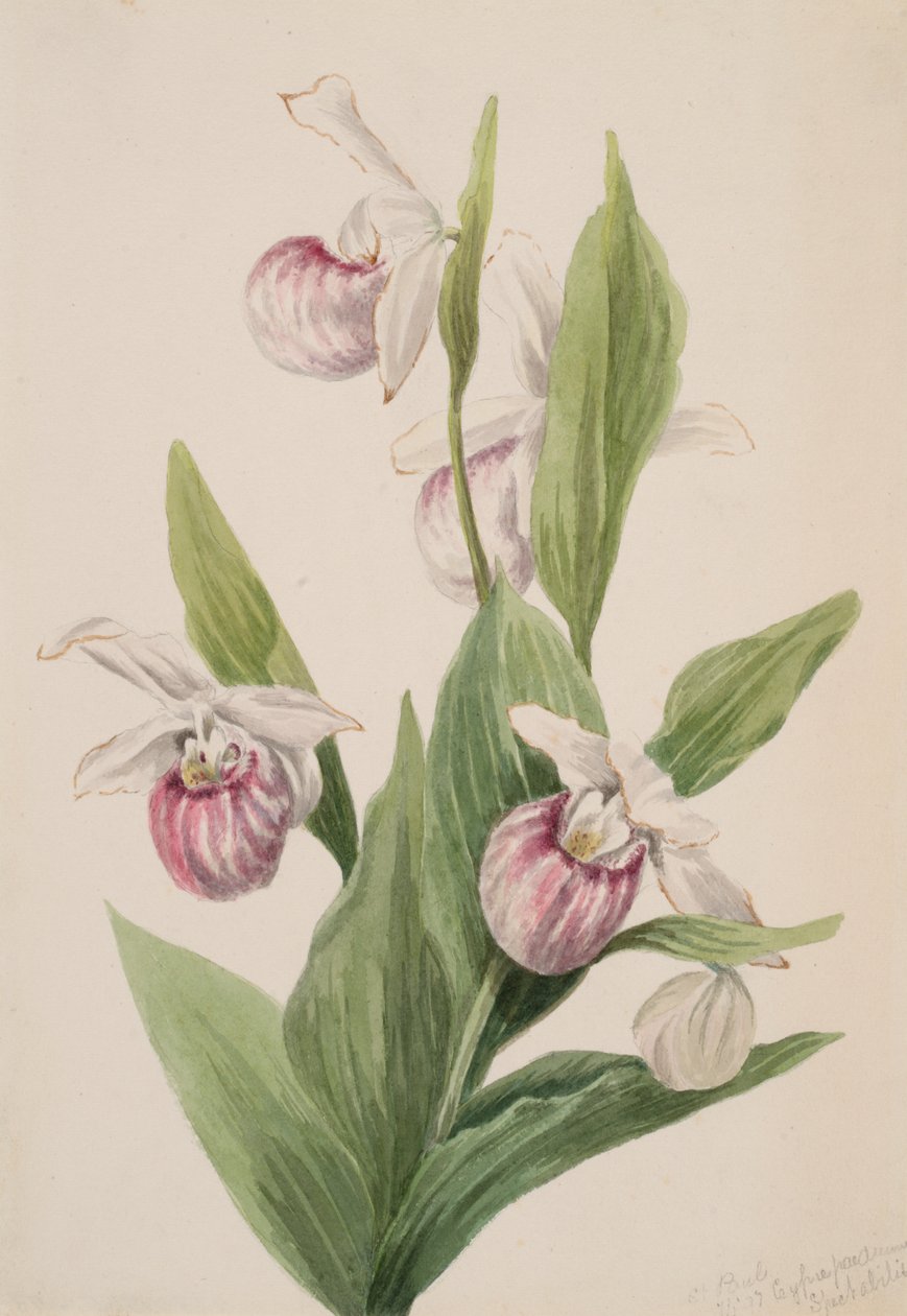 Królowa pantofel Cypripedium reginae, 1897. autorstwa Mary Vaux Walcott