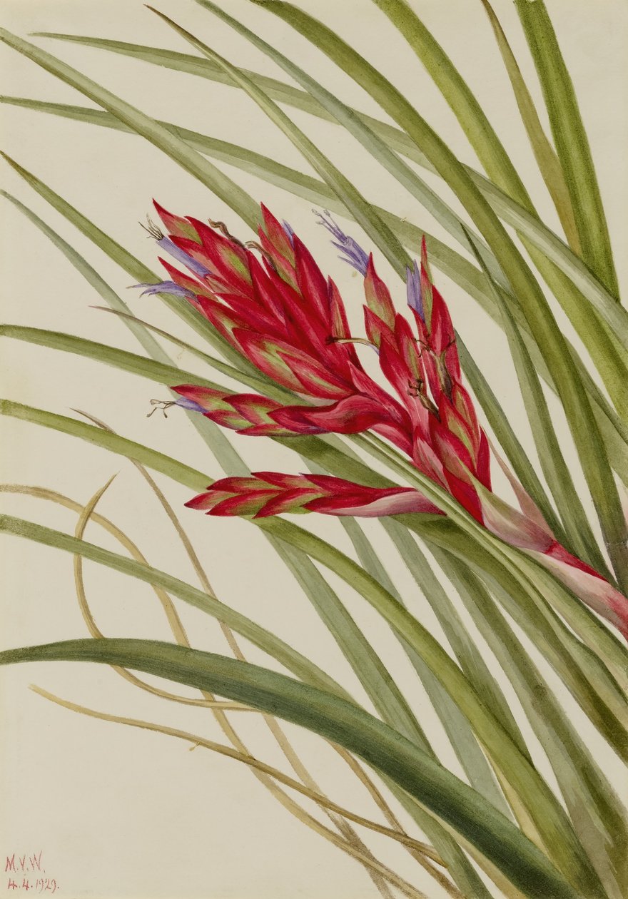 Tillandsia fasciculata (Tillandsia fasciculata) autorstwa Mary Vaux Walcott