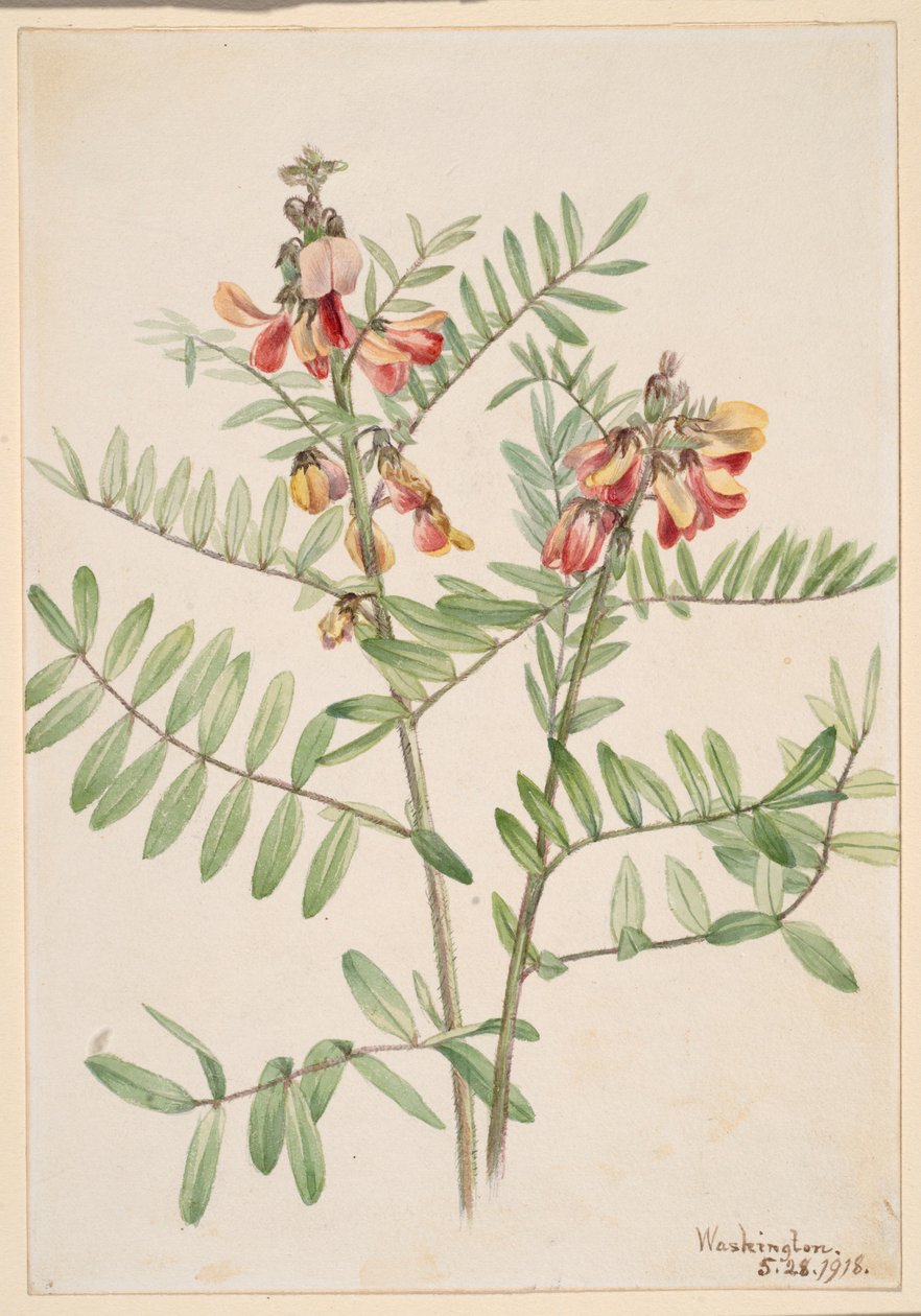 Rabbitbean (Cracca virginiana) autorstwa Mary Vaux Walcott