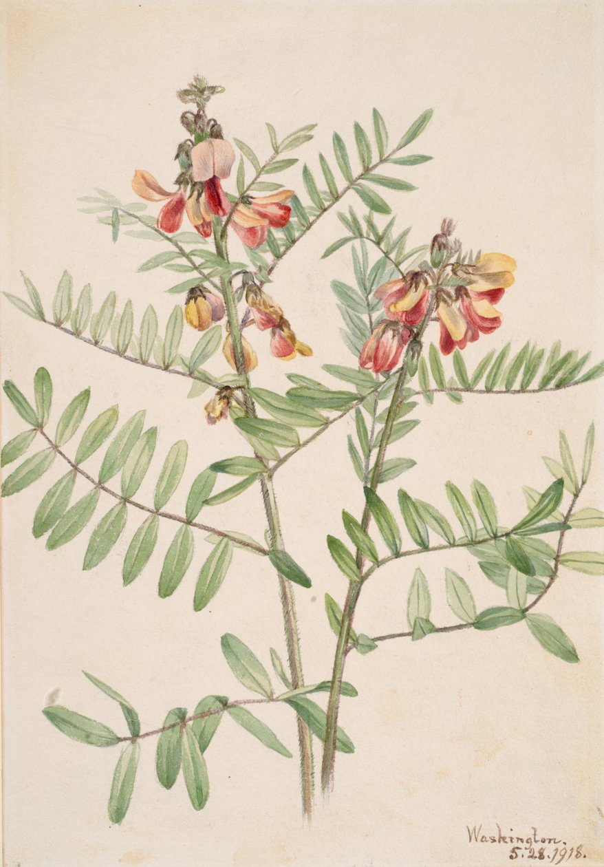 Rabbitbean Cracca virginiana, 1918. autorstwa Mary Vaux Walcott