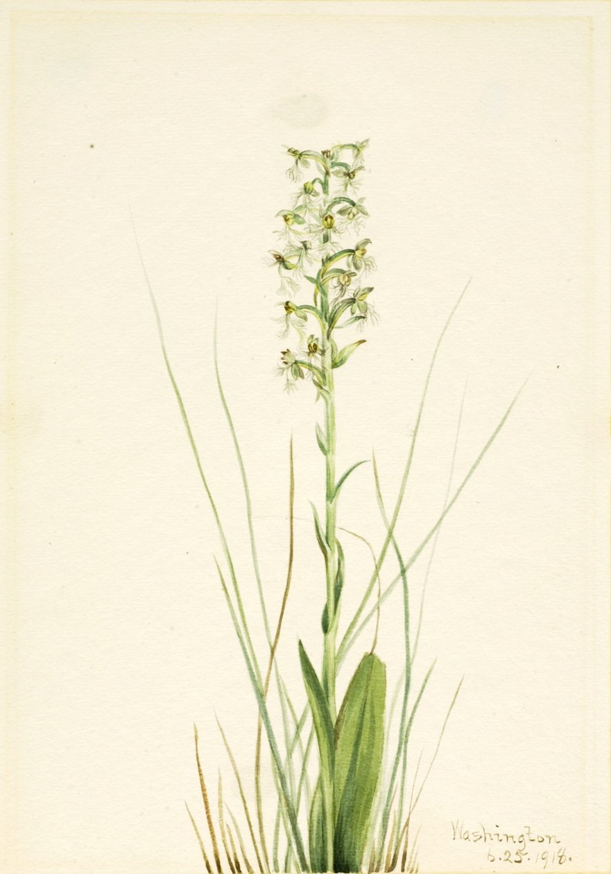 Storczyk kędzierzawy (Habenaria lacera) autorstwa Mary Vaux Walcott