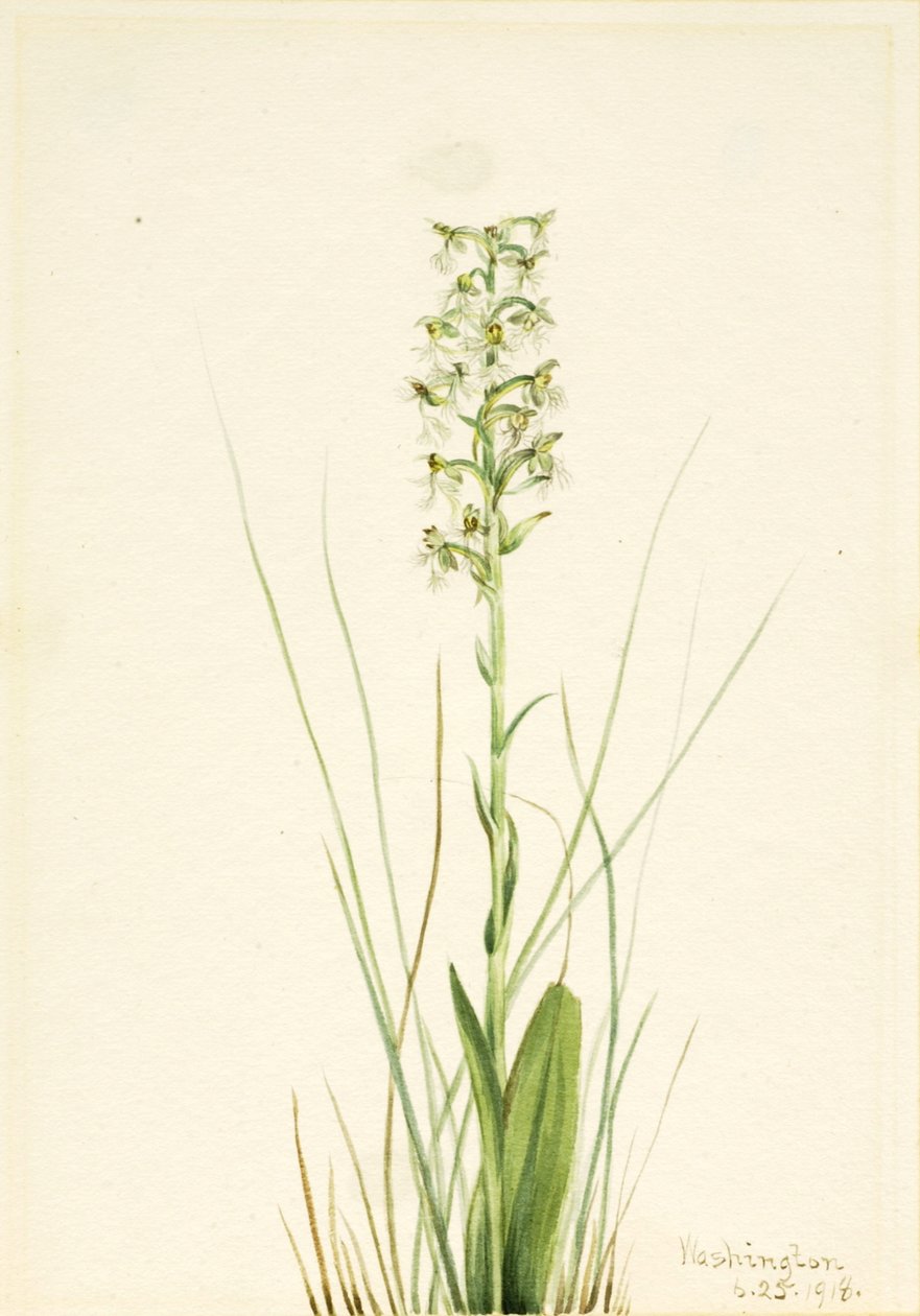 Ragged Fringe Orchid Habenaria lacera, 1918. autorstwa Mary Vaux Walcott