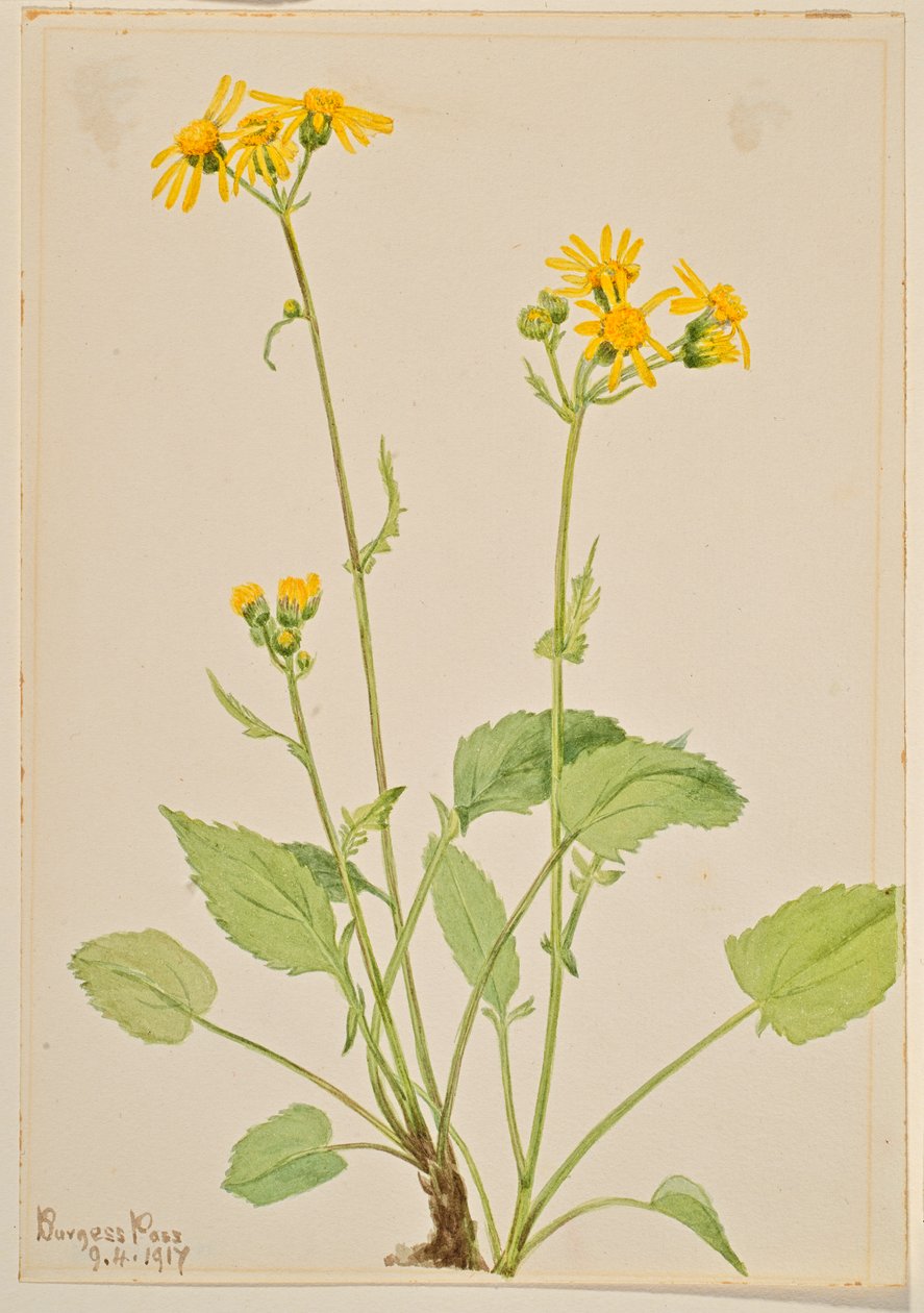 Ragwort (Senecio burkei) autorstwa Mary Vaux Walcott