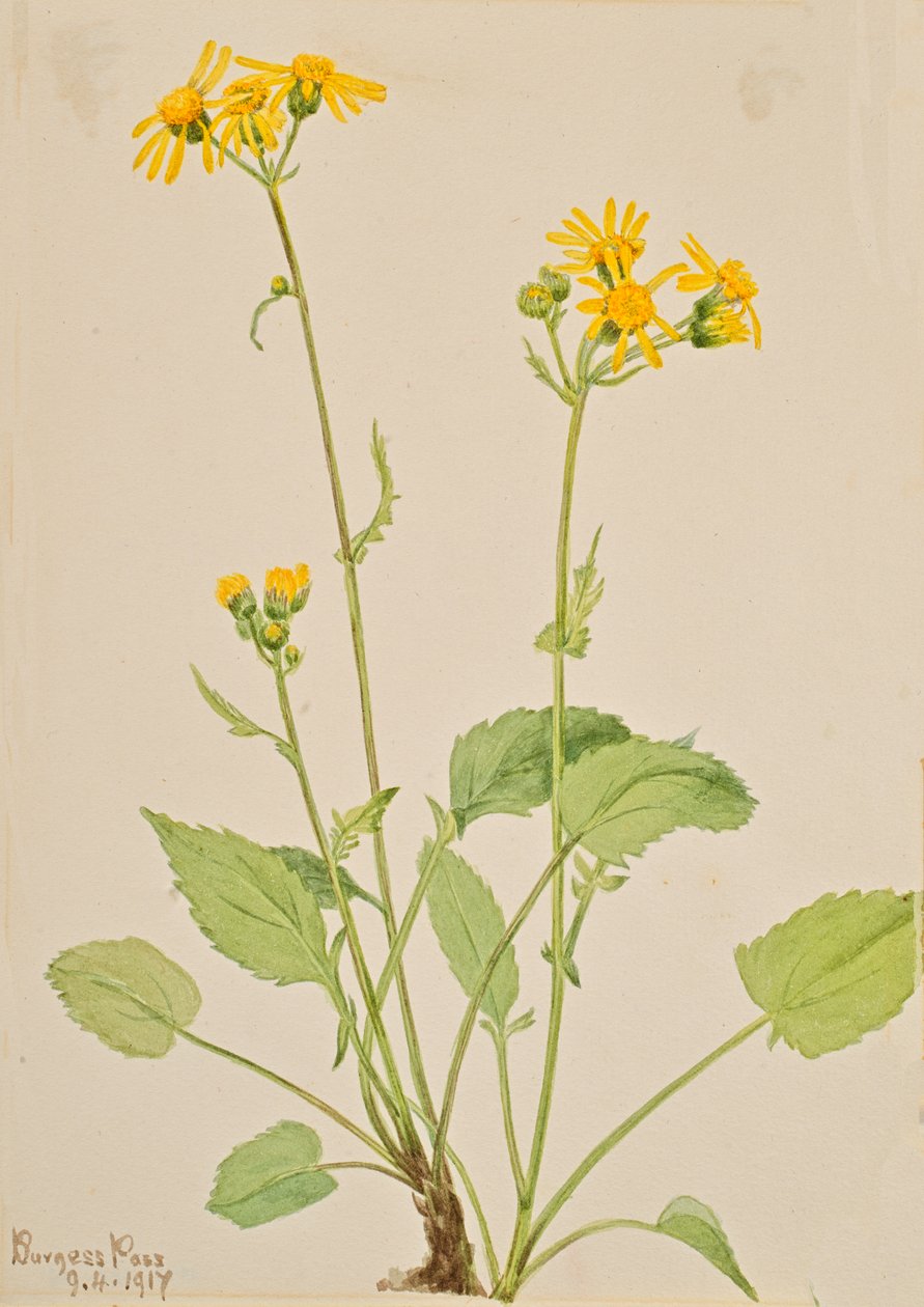 Ragwort Senecio burkei, 1917. autorstwa Mary Vaux Walcott