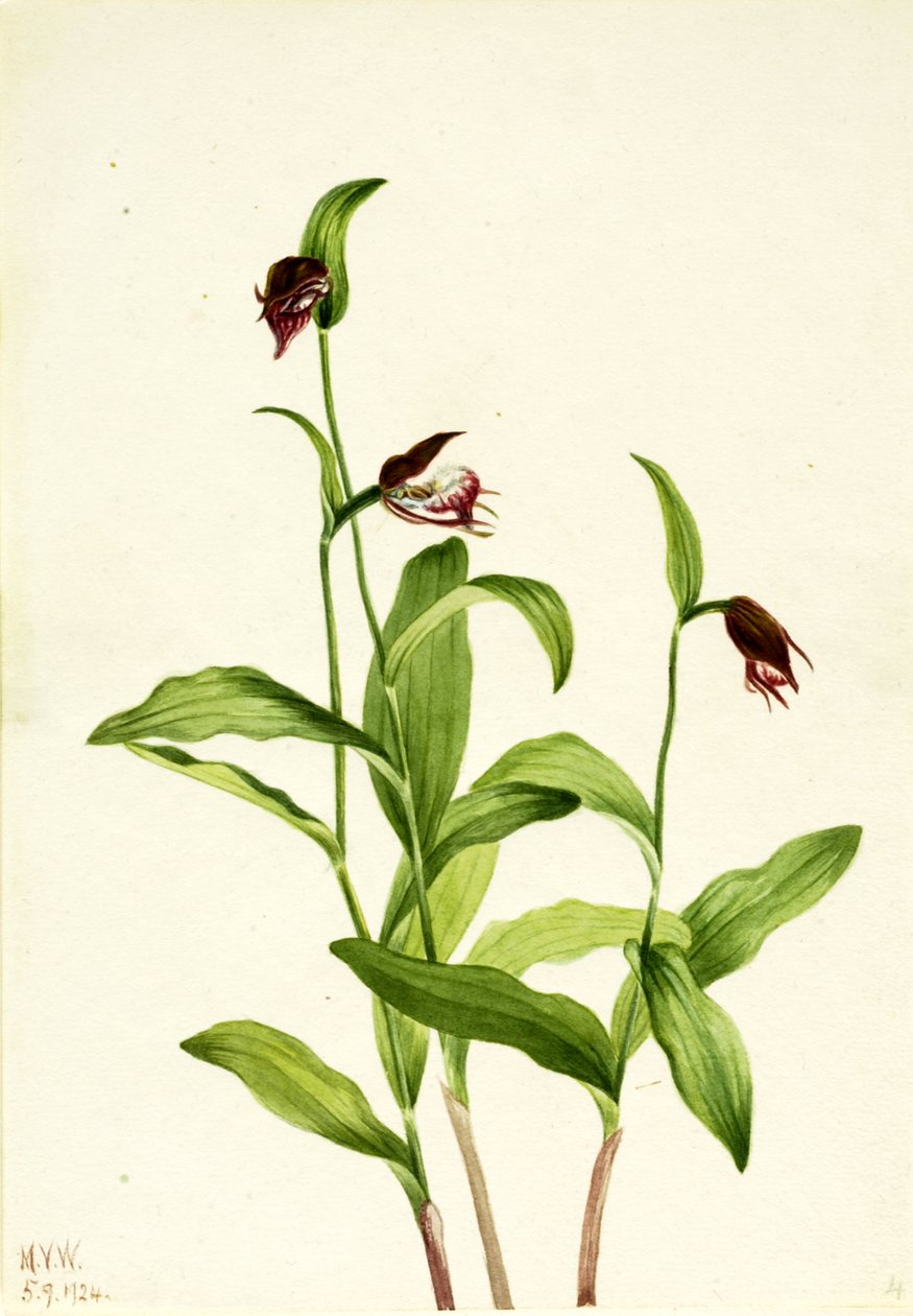Damski pantofelek Ramshead Cypripedium arietinum, 1924. autorstwa Mary Vaux Walcott