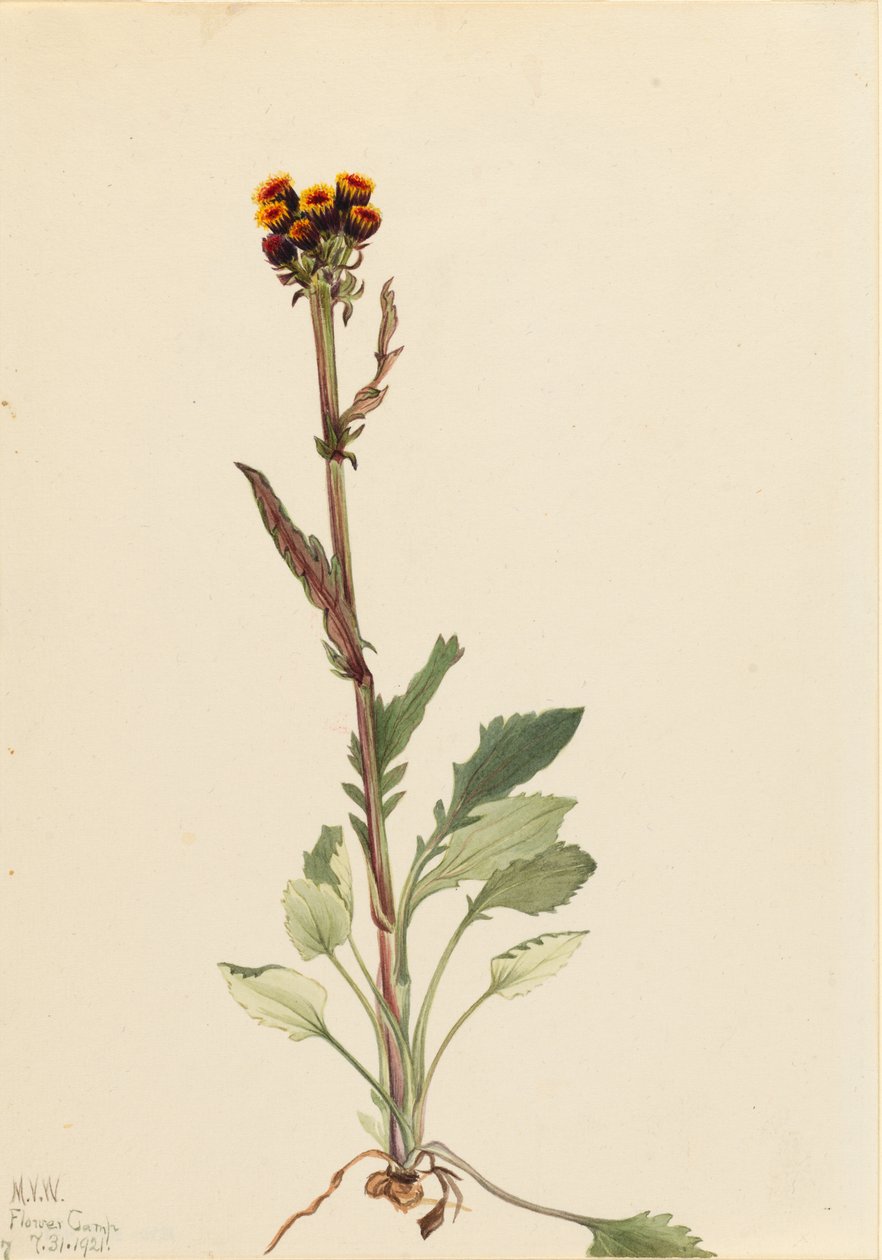 Stokłosa bezostna (Senecio pauciflorus) autorstwa Mary Vaux Walcott