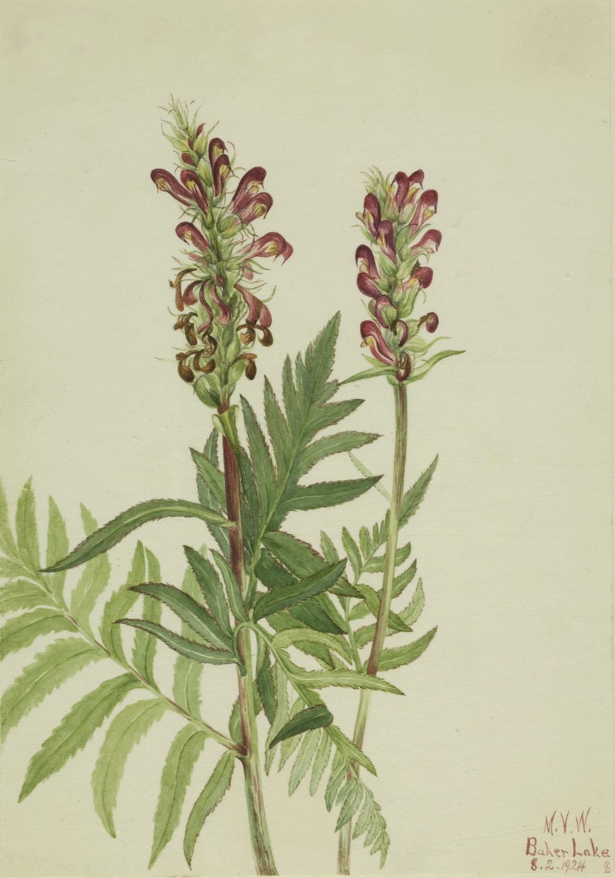 Czerwony hełm Pedicularis bracteosa, 1924. autorstwa Mary Vaux Walcott