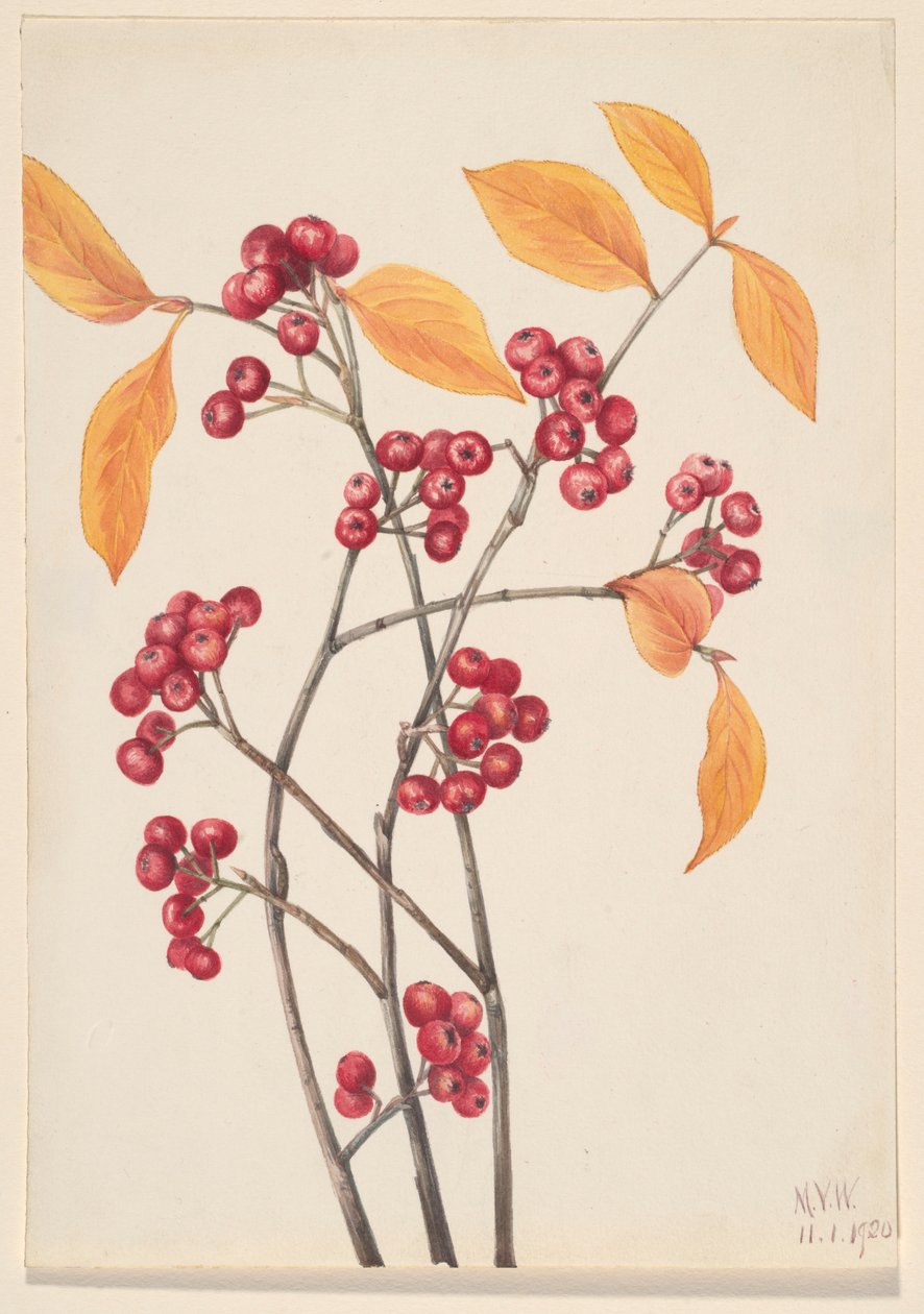 Aronia czerwona (Aronia arbutifolia) autorstwa Mary Vaux Walcott
