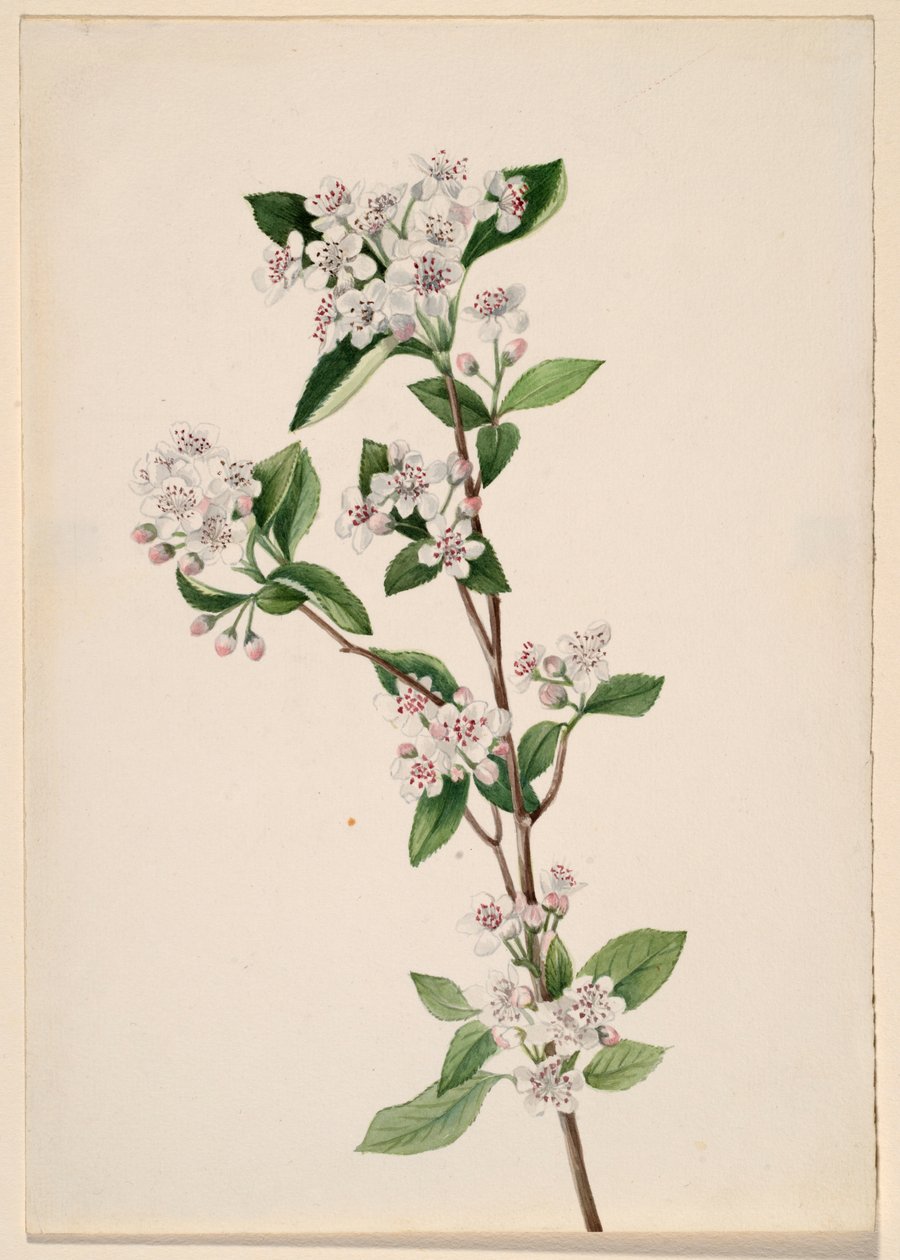 Aronia czerwona (Aronia arbutifolia) autorstwa Mary Vaux Walcott