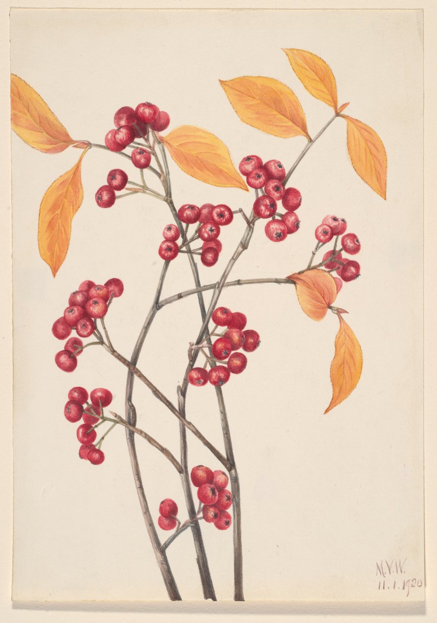 Aronia czerwona Aronia arbutifolia, 1920. autorstwa Mary Vaux Walcott