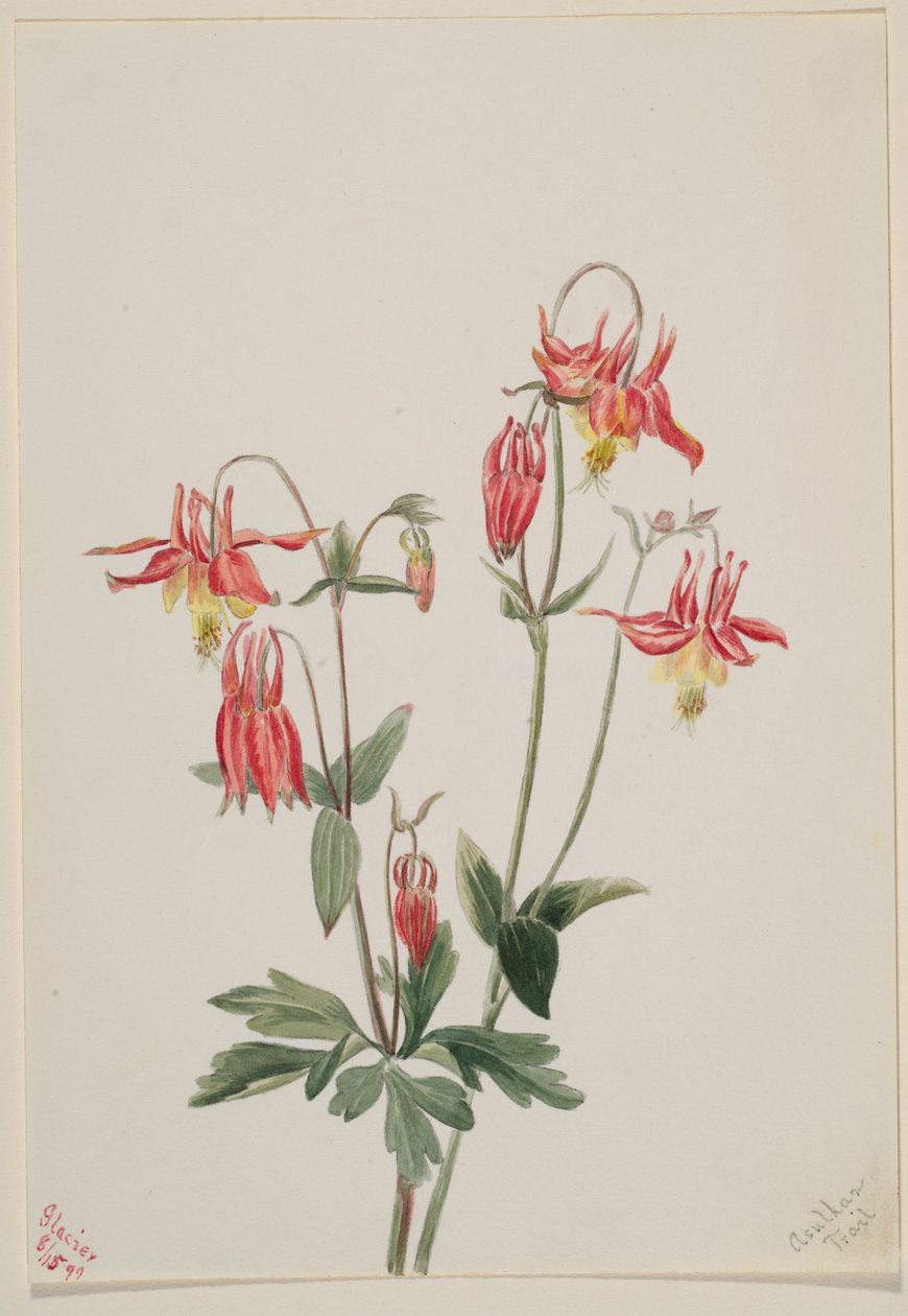 Kolombina czerwona (Aquilegia formosa) autorstwa Mary Vaux Walcott
