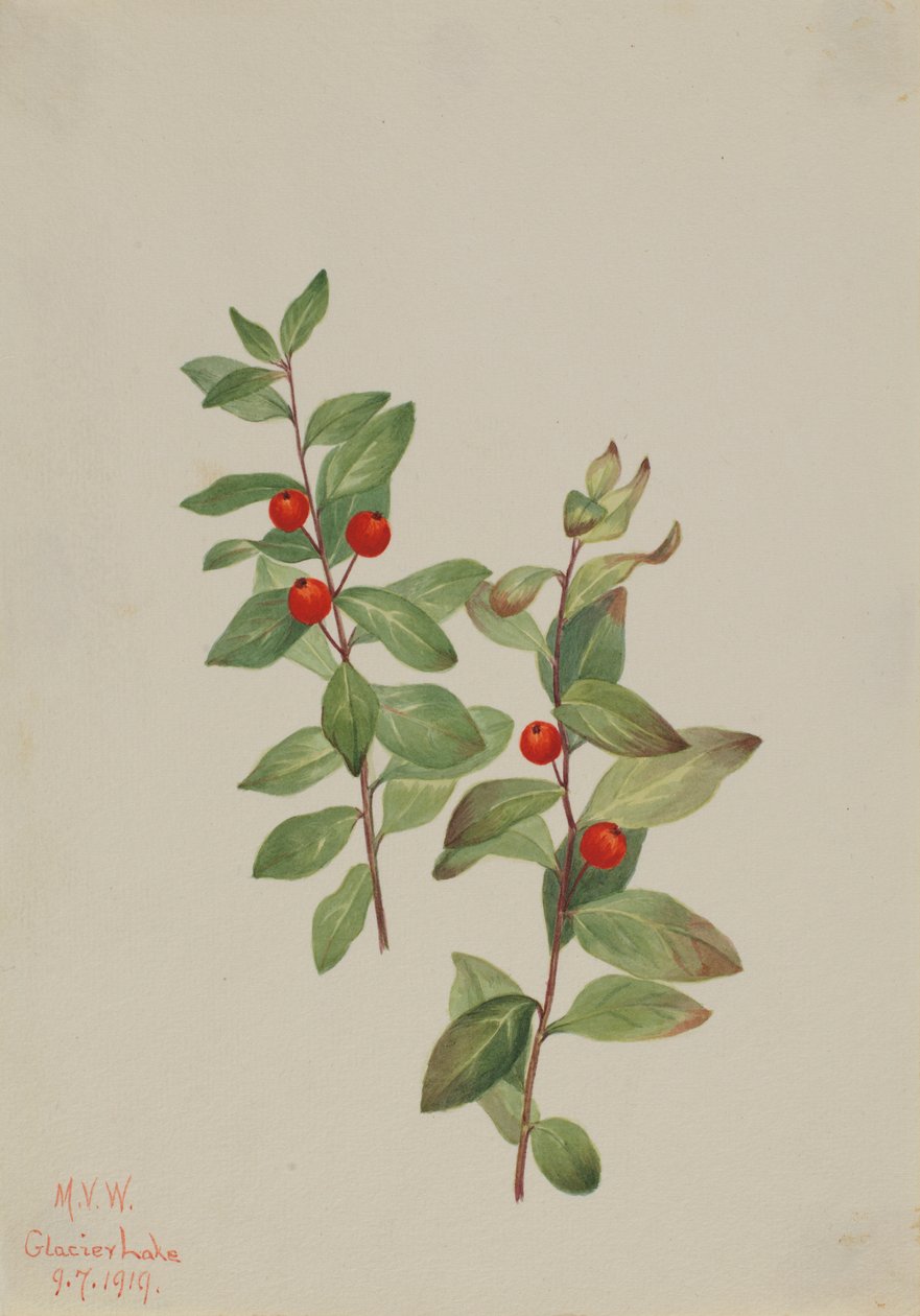 Comandra czerwona (Comandra livida) autorstwa Mary Vaux Walcott