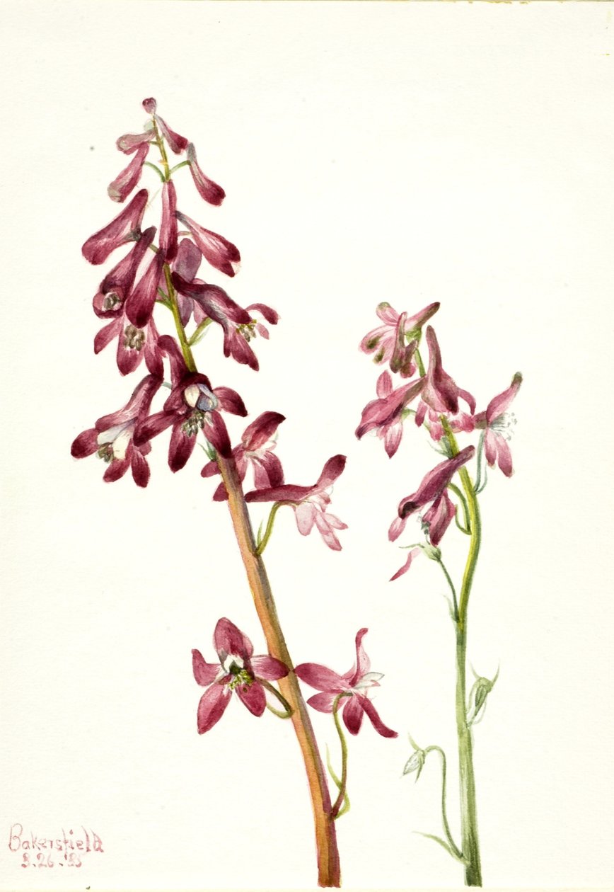 Ostróżka czerwona (Delphinium nudicale) autorstwa Mary Vaux Walcott