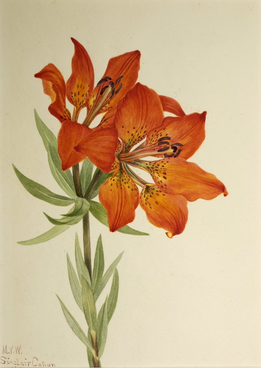 Lilia czerwona (Lilium montanum) autorstwa Mary Vaux Walcott