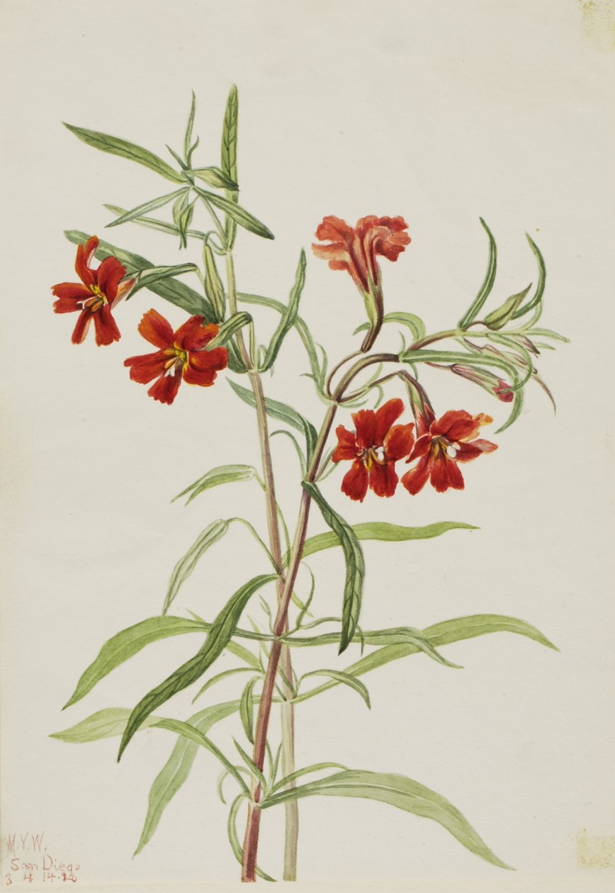 Red Monkeyflower (Diplaucus puniceus) autorstwa Mary Vaux Walcott