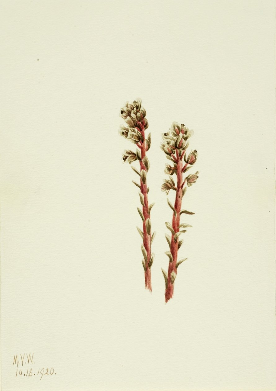 Sosna czerwona (Hypopitys lanuginosa) autorstwa Mary Vaux Walcott